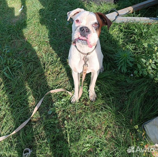 Боксёр приглашает на вязку