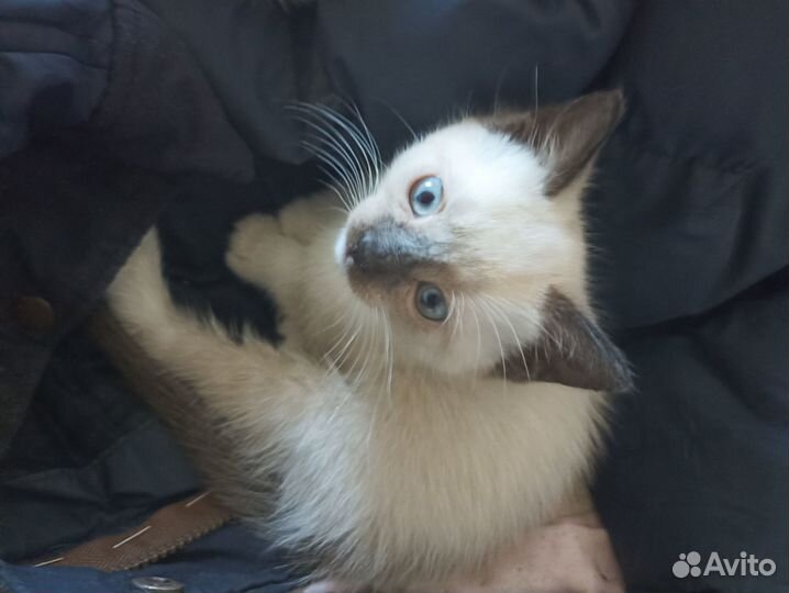 Отдам котят в добрые руки