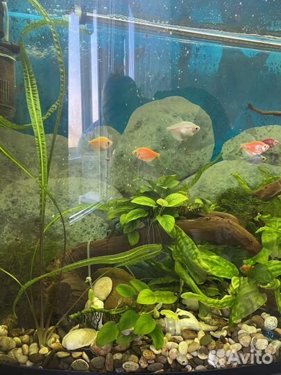 Аквариум