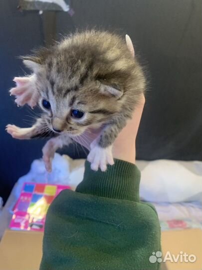Котята