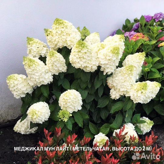 Саженцы плодовых и декоративных растений