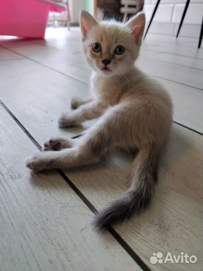 Котята ищут свой Дом