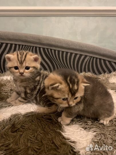Шотландские котята