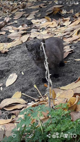 Котенок ищет дом