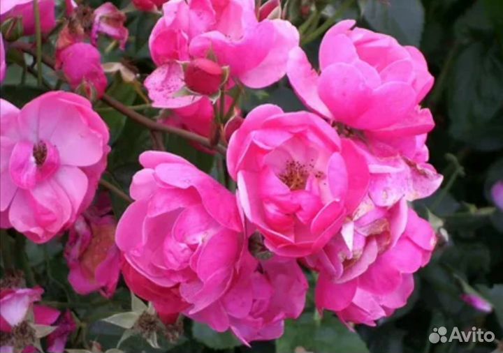 Саженцы роз Ангела или Анжелла флорибунда