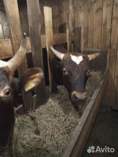 Быки на мясо