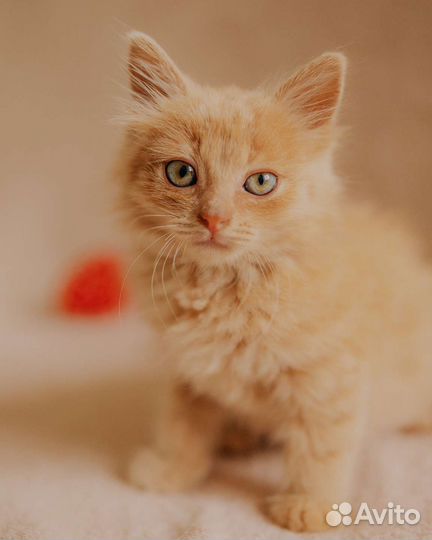 Персиковое чудо Плюшик котенок мальчик