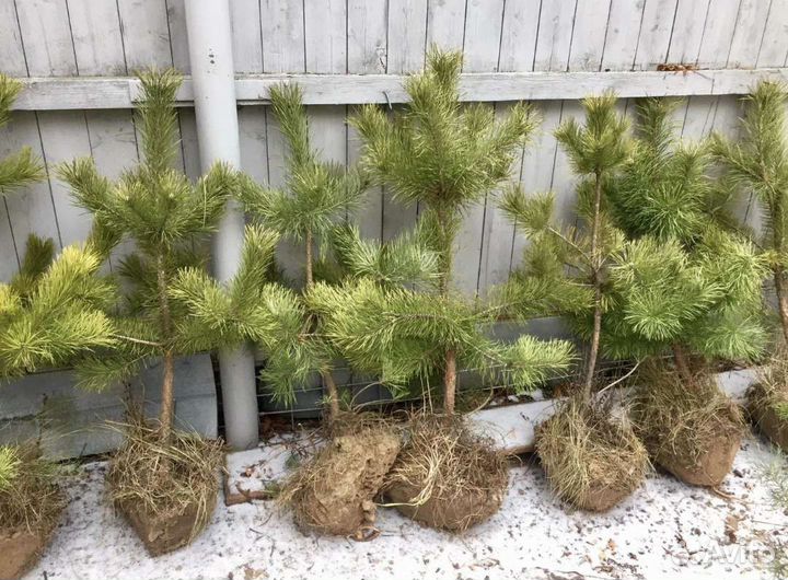 Саженцы Сосны, Лиственицы,Березы, Клена, Рябины