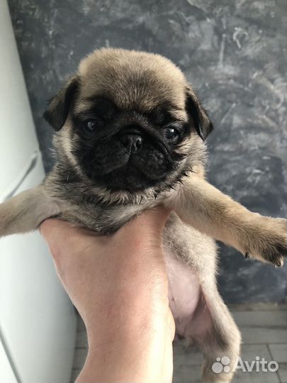 Малыши для души