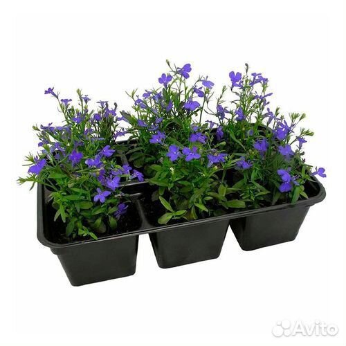 Рассада питуния, лаванда, лобелия