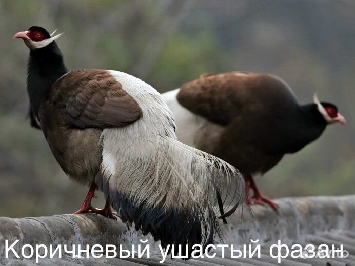 Фазаны разных видов