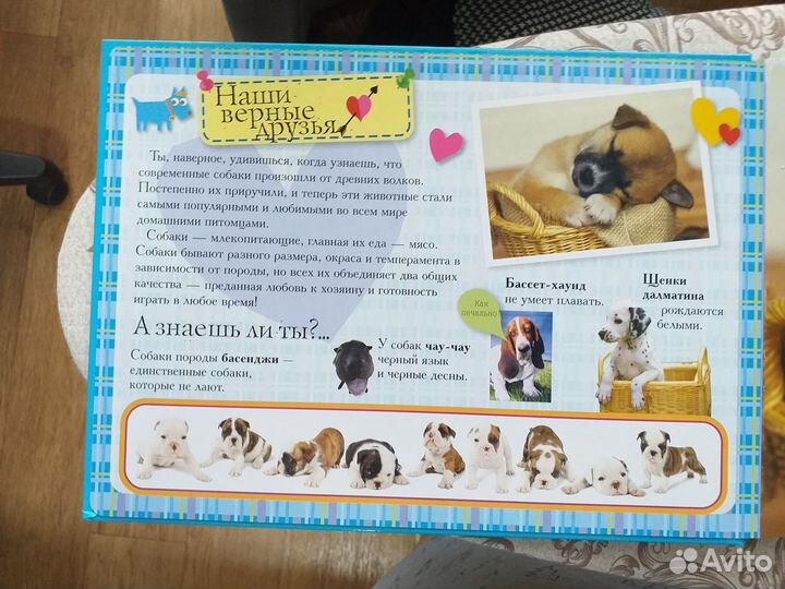 Домашние друзья с голосами животных