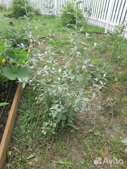 Лох серебристый