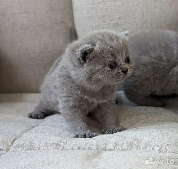 Британские котята