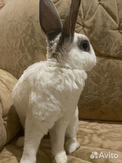 Калифорнийский декоротивный кролик