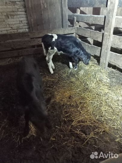 Телята телочки