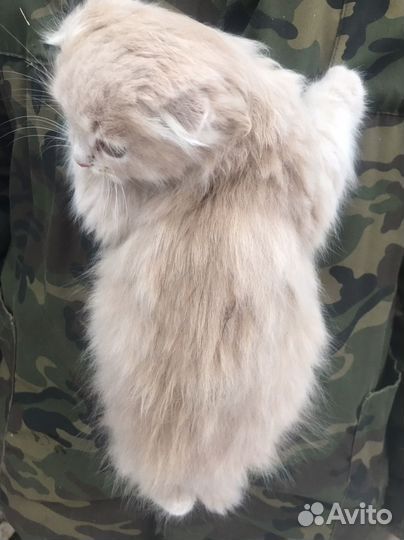Метисы шотландки
