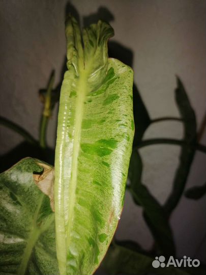 Филодендрон Параисо верде