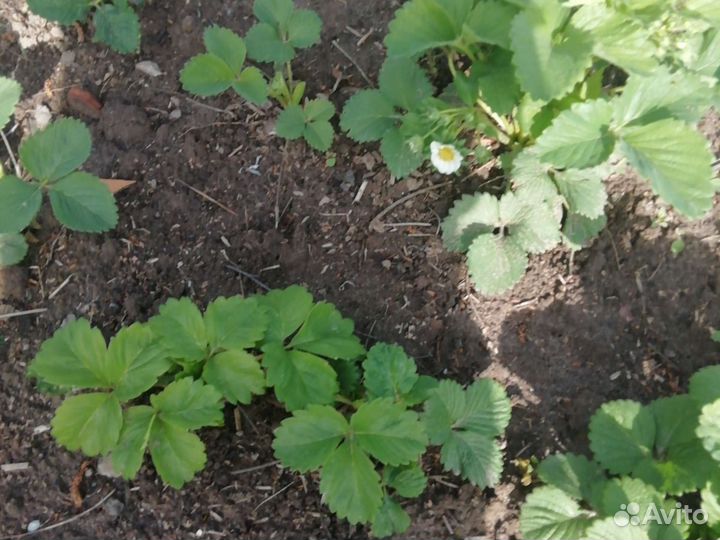 Клубника, и земклубника