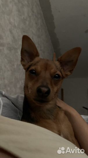 Вязка той-терьер