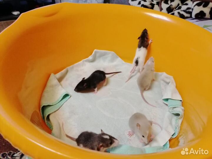 Крысята дамбо