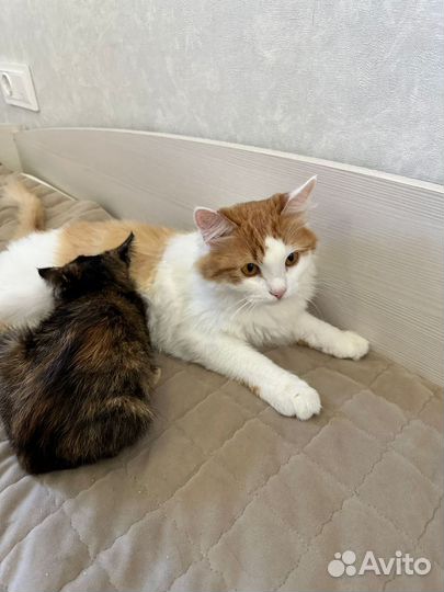 Котёнок Черепашка девочка, в добрые руки