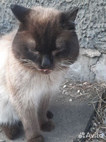 Ищем дом хорошему котику. г. Дивногорск