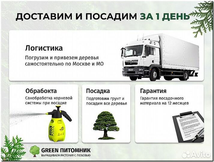 Туя Брабант 1,5-1,7м