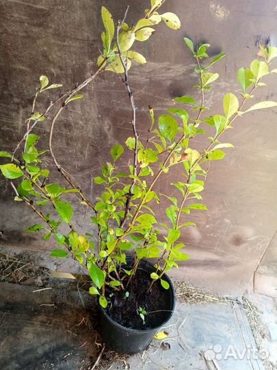 Айва японская хеномелес