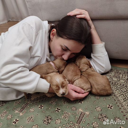 Кокер спаниель