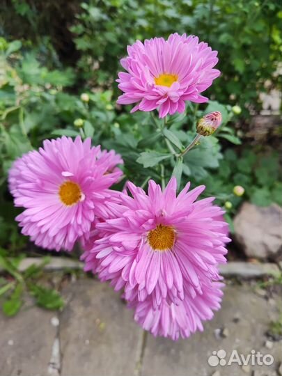 Хризантема