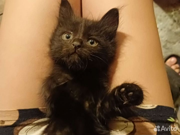 Одам котят в добрые руки