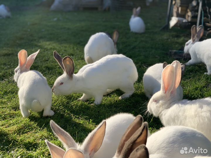 Калифорнийские кролики