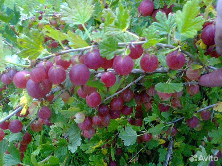 Продажа кустов