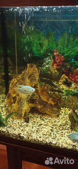 Аквариум