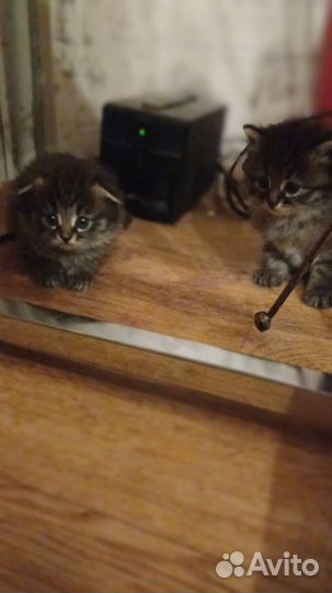 Вислоухие котята