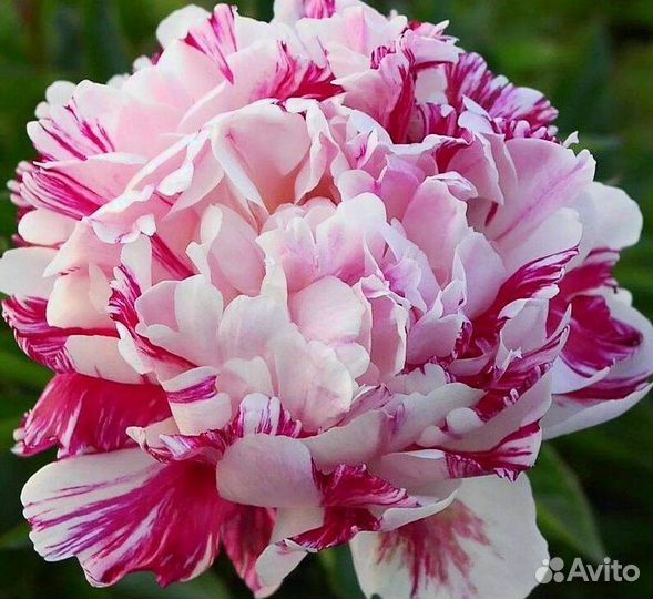 Саженцы пионов сорт Кенди Страйп