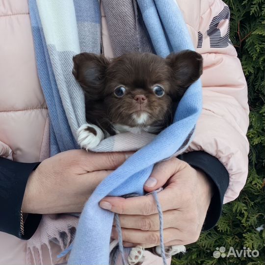 Чихуахуа девчонки