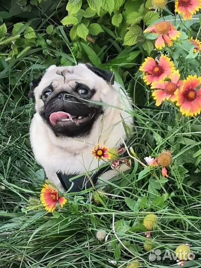 Мопс вязка мальчик