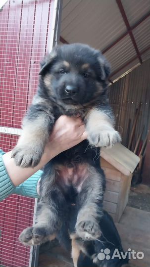 Немецкая овчарка