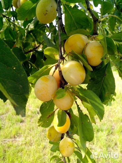 Саженцы крупноплодных жёлтых слив