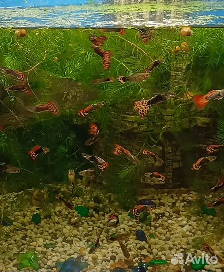 Рыбки гуппи в аквариум
