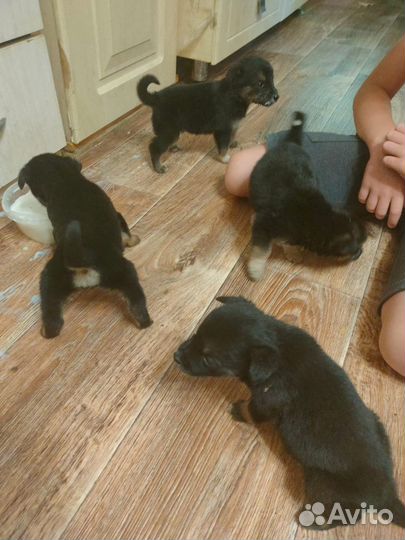 Щенки бесплатно