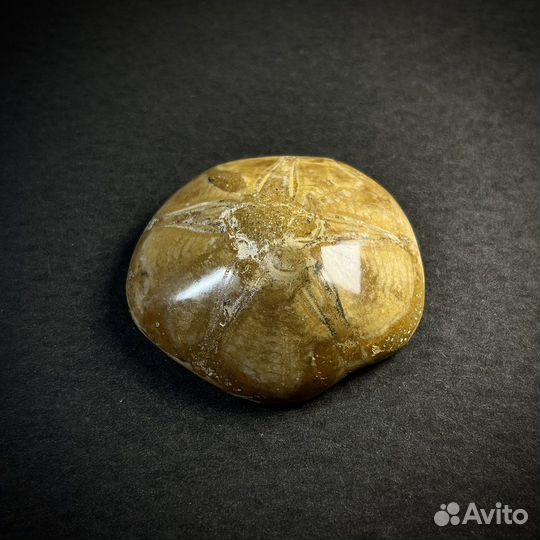 Окаменелый морской еж окаменелость ископаемое