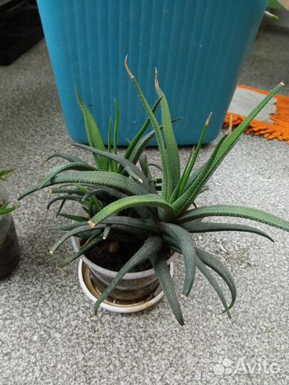 Жирянки, сингониумы, маранта, пеперомии