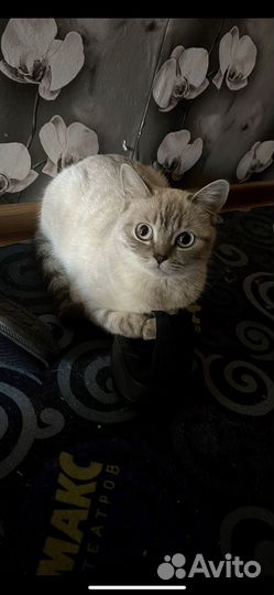 Кошки британские