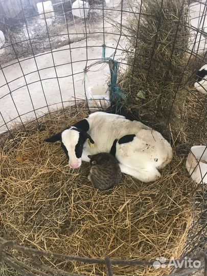 Бычки телята