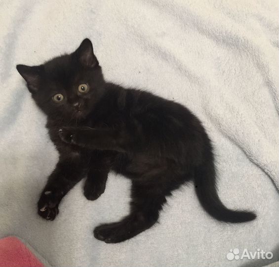 Котята