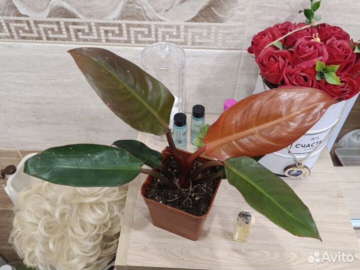 Филодендроны