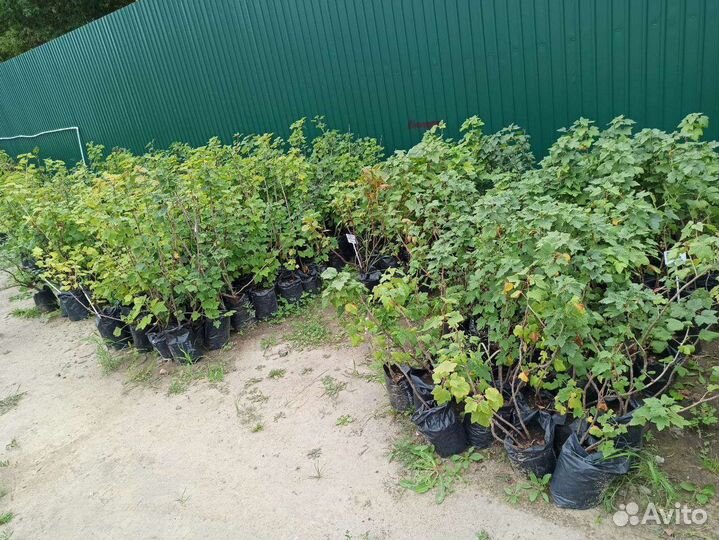 Смородина всех цветов, саженцы зкс